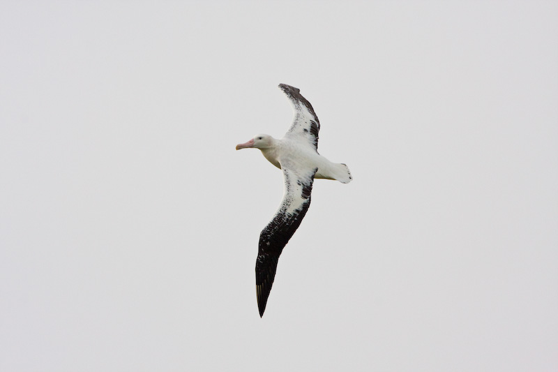 Wandering Albatross In Flight